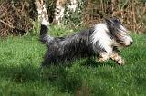 BEARDED COLLIE 353